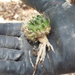cactus root